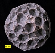 Pleurodictyum americanum, a unique Tabulate coral, Kashong Shale, Middle Devonian of New York