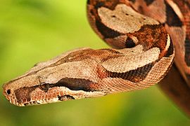 Boa constrictor[111]​