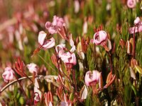 Moosbeere (Vaccinium oxycoccos)