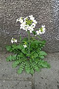 Rzeżusznik piaskowy Arabidopsis arenosa