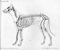 Image 29A lateral view of a dog skeleton (from Dog)