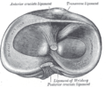 Head of right tibia seen from above, showing menisci and attachments of ligaments.