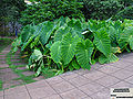 Colocasia esculenta