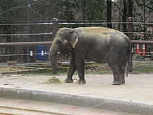 elephant in an enclosure