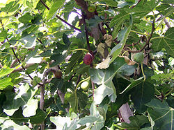 Common Fig foliage and fruit