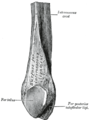 Pars distalis fibulae dextrae hominis