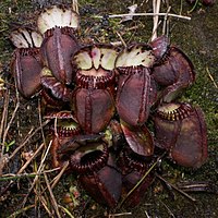 The family Cephalotaceae has only one genus, Cephalotus, which contains only one species, Cephalotus follicularis, the Australian pitcher plant.