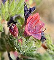 Echium judaeum