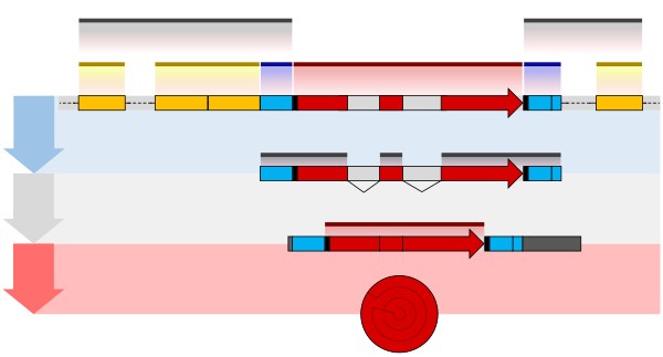 Eukaryote gene structure diagram