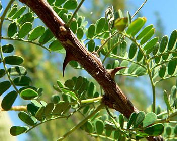 Ακακία του Γκρεγκ (Acacia greggii)