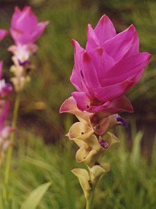 tulipa de Tailàndia al Pa Hin Ngam National park