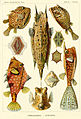 Ostraciontes by Ernst Haeckel, 1904. Ten teleosts, with Lactoria cornuta in centre.