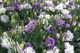 Lisianthus - Eustoma russelliana 'Echo'