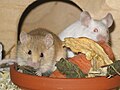 Image 2 Mice with food (from Template:Transclude files as random slideshow/testcases/2)