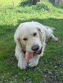 Image 16A golden retriever gnawing on a pig's foot bone (from Dog)