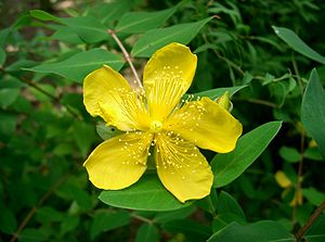 unustilusa hiperiko (Hypericum monogynum)