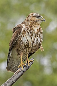 Ойн сар (Buteo buteo)