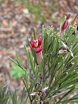 Adenanthos × cunninghamii