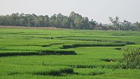 Bentang sawah di wilayah Purbolinggo