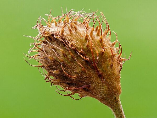 欧洲山毛榉（Fagus sylvatica）未成熟的果實，使用36張照片焦点合成。