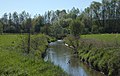 Die Selz auf dem Weg nach Stadecken-Elsheim, im Naturschutzgebiet In der Au