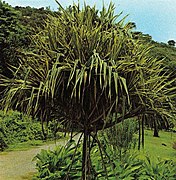 Pandanus utilis fil-Ġnien Botaniku ta' Mahé