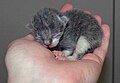 Image 11A newborn kitten (from Cat)