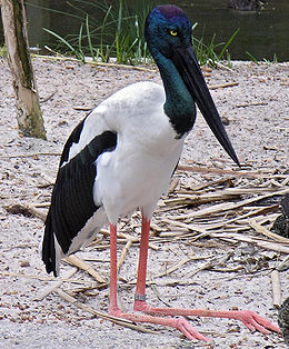 Feketenyakú gólya (Ephippiorhynchus asiaticus)