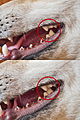 Image 10Location of a dog's carnassials; the inside of the 4th upper premolar aligns with the outside of the 1st lower molar, working like scissor blades. (from Dog)