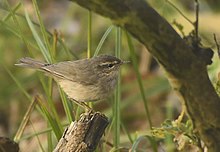 Dusky Warbler AMSM4356.jpg