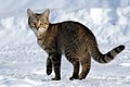 Image 4 Cat on snow (from Template:Transclude files as random slideshow/testcases/2)