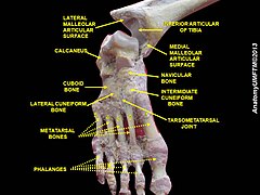 Ankle joint. Deep dissection.