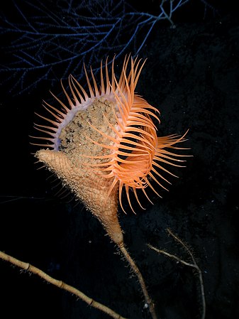 墨西哥湾的维纳斯捕蝇海葵（英语：Venus flytrap sea anemone）（Actinoscyphia aurelia）。