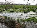 Landschaft im Oppenweher Moor