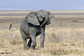 Loxodonta africana