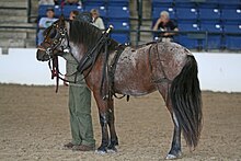 Photo de chevaux dans un champ enneigé