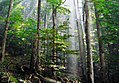 Image 8Old-growth European beech forest in Biogradska Gora National Park, Montenegro (from Old-growth forest)