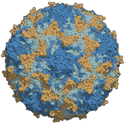 Unha cápside de poliovirus de tipo 3 coloreada por cadeas