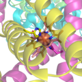 组氨酸连接琥珀酸脫氫酶(succinate dehydrogenase)的 血红素基团，此為粒線體電子傳遞鏈的電子攜帶者。 其中中心的半透明球體即为鐵離子的位置。来源PDB 1YQ3.