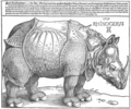 Rhinocerus, drjeworězba (1515), priwatne wobsydstwo.