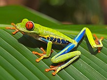 Grenouille aux yeux rouges