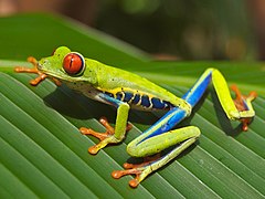 Agalychnis callidryas, un amphibien