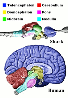 Corresponding regions of human and shark brain are shown. The shark brain is splayed out, while the human brain is more compact. The shark brain starts with the medulla, which is surrounded by various structures, and ends with the telencephalon. The cross-section of the human brain shows the medulla at the bottom surrounded by the same structures, with the telencephalon thickly coating the top of the brain.