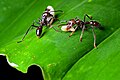 Paraponera clavata