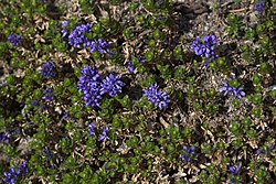 Veronica thessalica