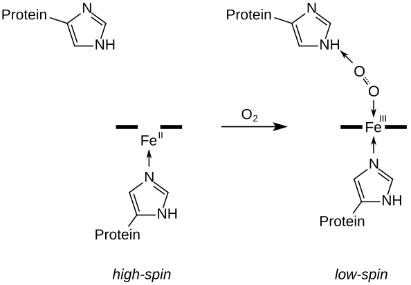 (en) Schéma de principe de la liaison d'une molécule d'oxygène O2 sur l'hème, symbolysé ici par un trait épais. L'ion superoxyde O2•− résultant est lié d'un côté au cation de fer(III) par une liaison covalente de coordination et de l'autre côté à l'histidine distale. Le cation Fe(II) de la désoxyhémoglobine est à l'état haut spin et décalé hors du plan de l'hème vers l'histidine proximale, mais est ramené dans ce plan en passant à l'état bas spin par la liaison à l'oxygène, ce qui déplace l'histidine proximale vers l'hème et favorise le basculement du reste de la protéine de la forme tendue (T) vers la forme relâchée (R).