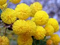 Detail kulovitých květenství Acacia cremiflora