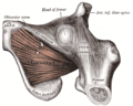 The Obturator externus.