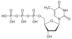 Struktur von Desoxythymidintriphosphat