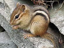 Small rodent with furry tail, large dark eye, small ears